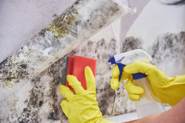 Mold Removal for HVAC Installations in Joliet, IL